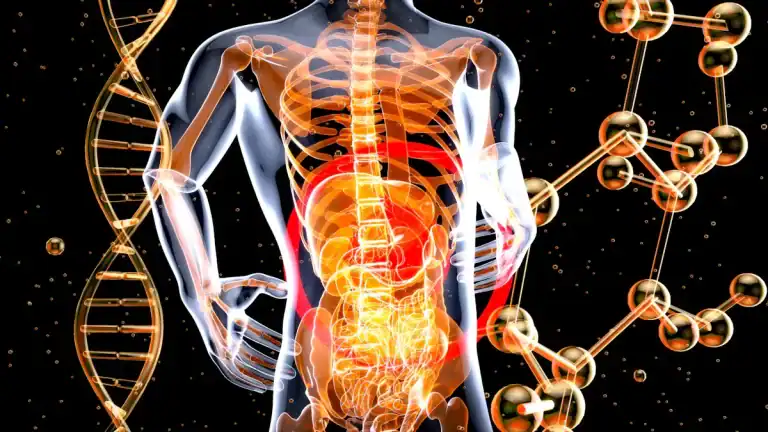 Carnivore Diet and Gut Health: Healing Digestion with an Animal-Based Lifestyle