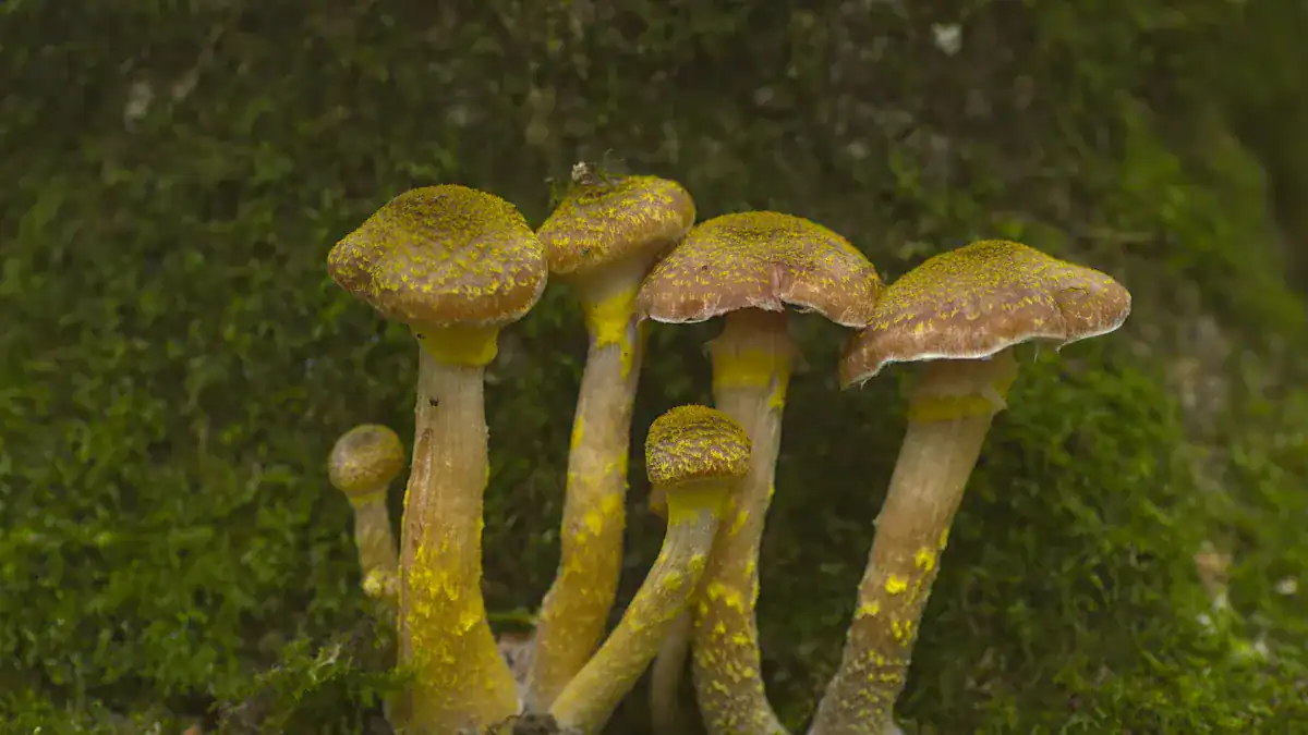 Signs Of Too Much Yeast In Body: 10 Urgent Symptoms