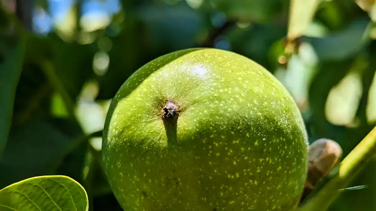 What Are Hickory Nuts
