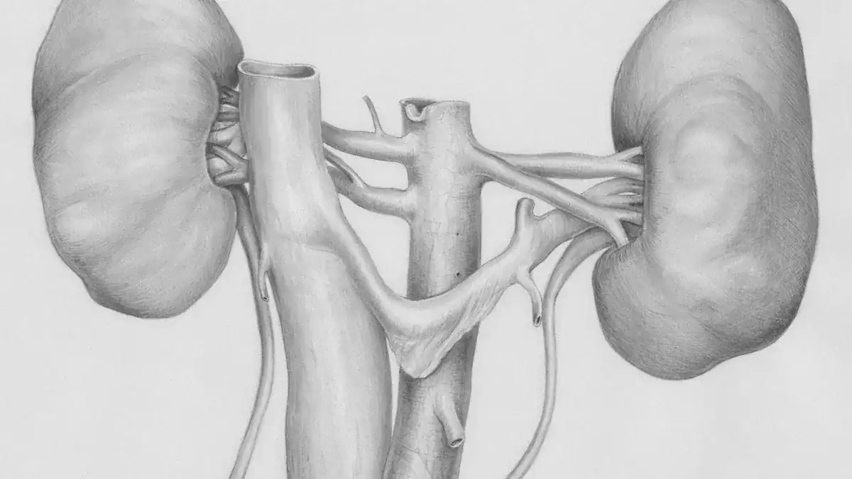 The Right Kidney: Filtration