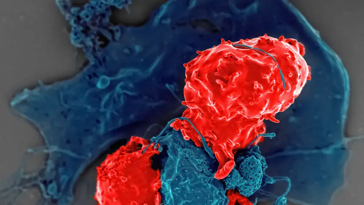 Bone Marrow Issues and Low White Blood Cells