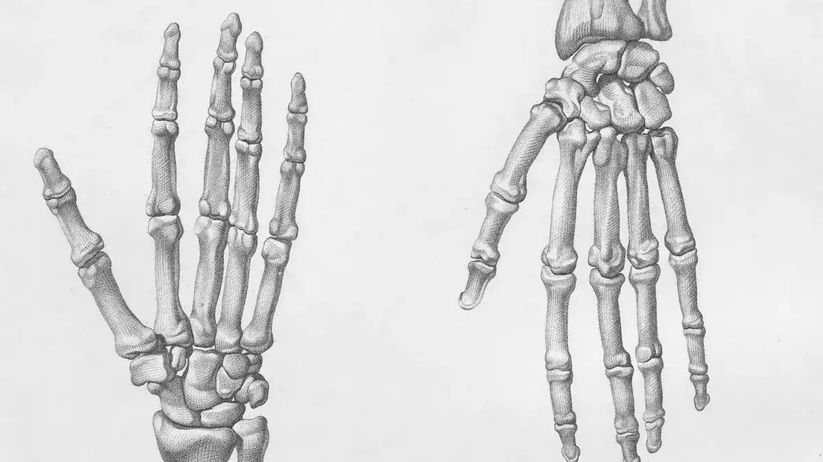 Finger Anatomy: Detailed Bone, Joint, & Tendon Map