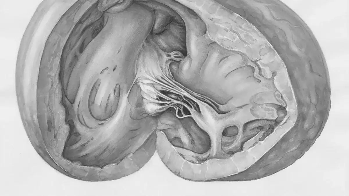 Heart Diagram: Essential Chambers & Valves Anatomy Map