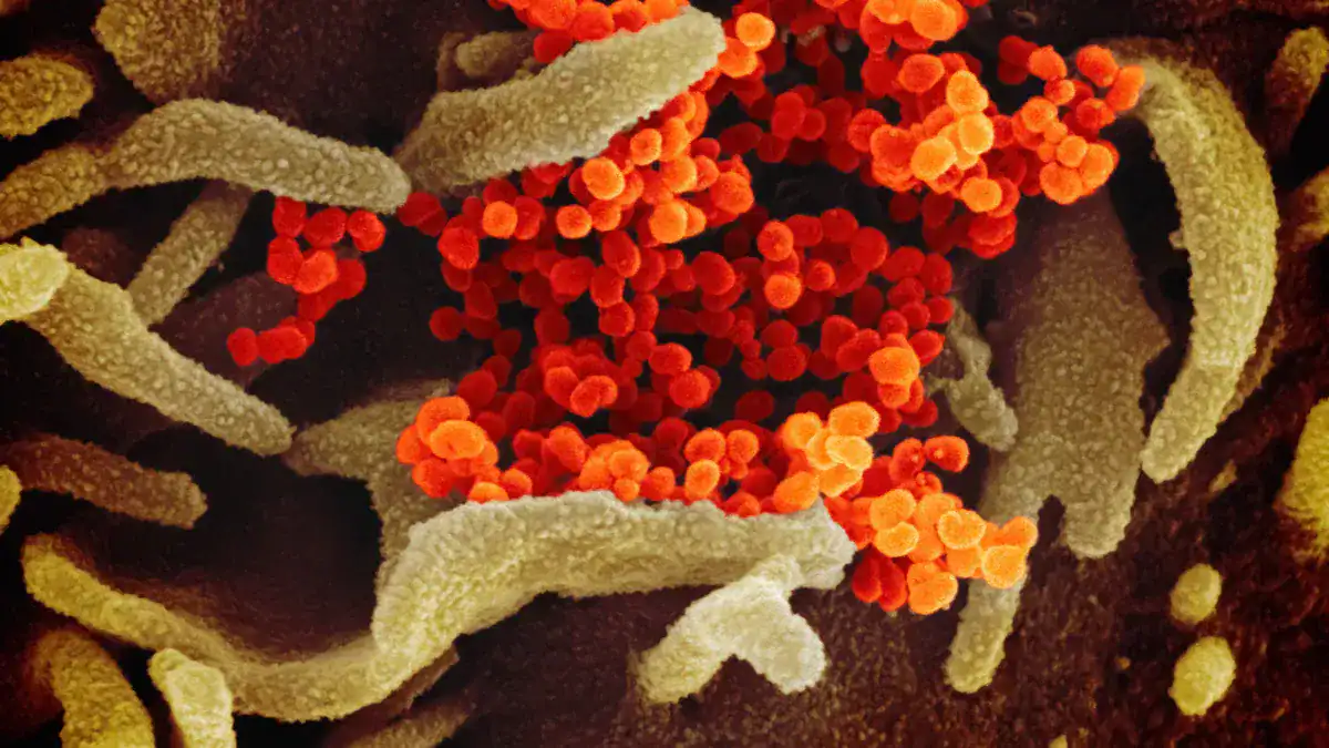 Infections Affecting White Blood Cells