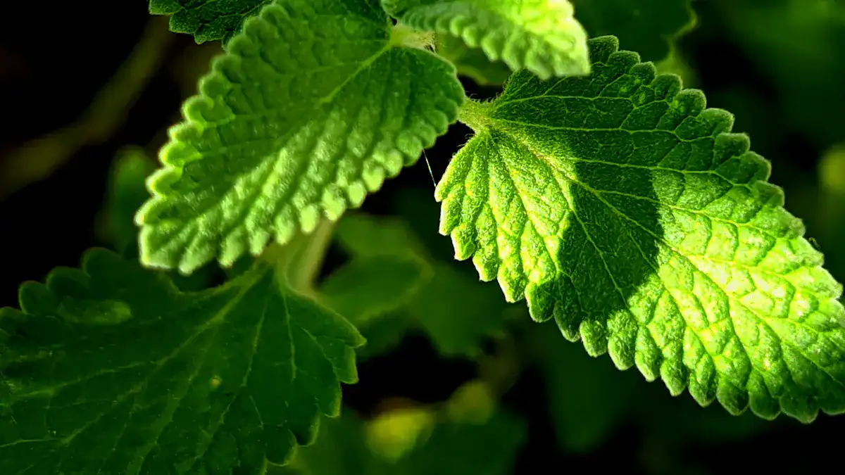 Natural Expectorants And Mucus Thinners