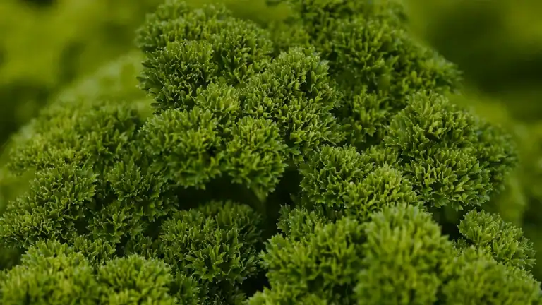 Foods High In Folate: Vitamin B9 Sources and Health Benefits
