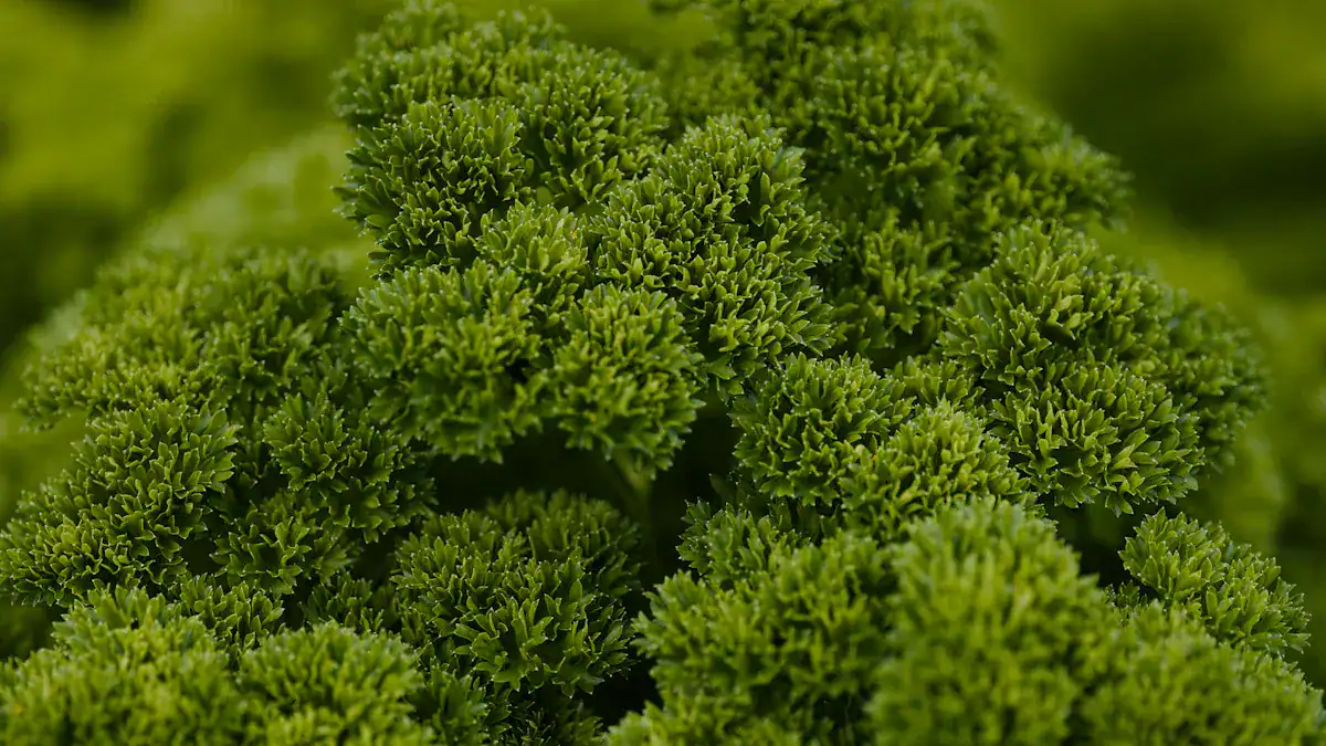 Foods High In Folate: Vitamin B9 Sources and Health Benefits
