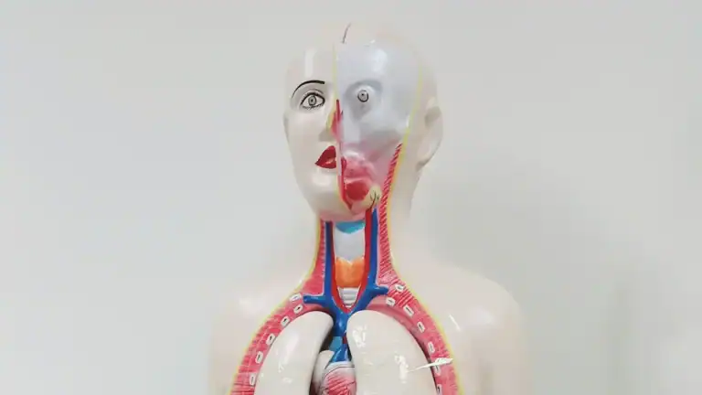 Human Digestive System Diagram: Complete Organ Map