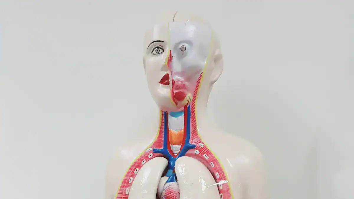 Human Digestive System Diagram: Complete Organ Map