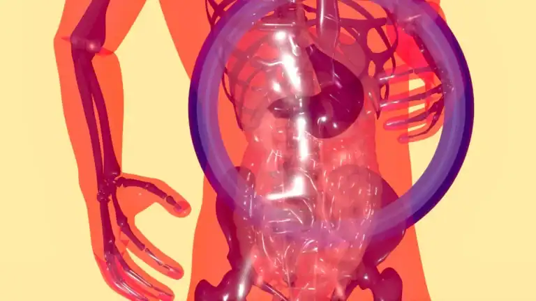 Organs On Right Side Of Body: Essential Anatomy Guide