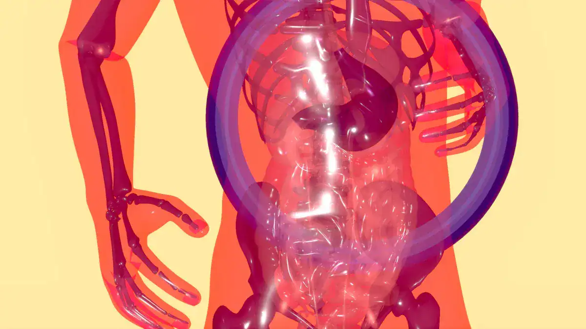 Organs On Right Side Of Body: Essential Anatomy Guide