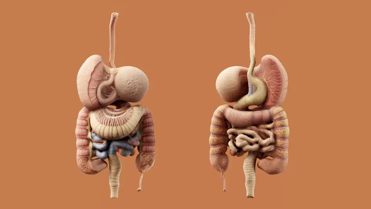 Understanding the Digestive System Diagram: The GI Tract