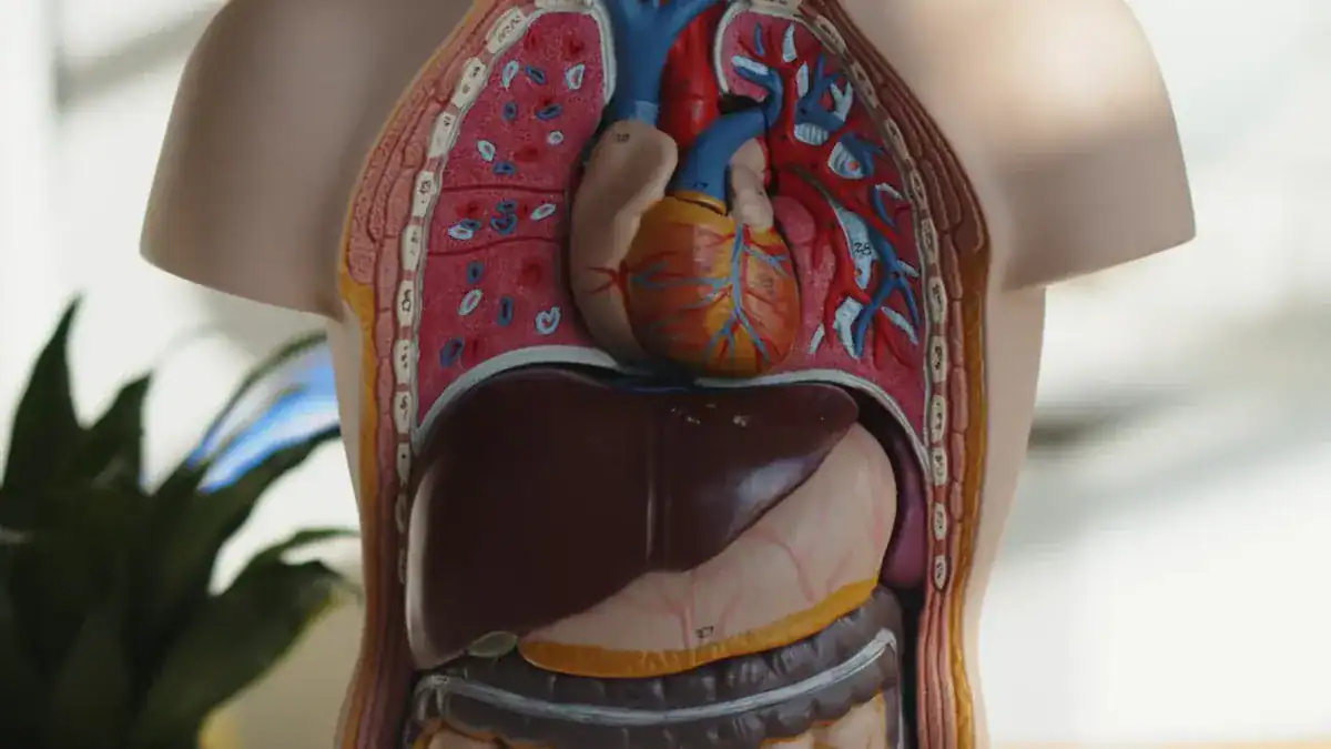 Upper Right Abdominal Pain: Urgent Concerns