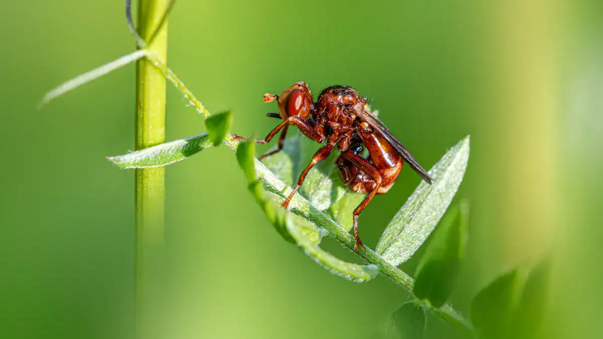 Understanding Parasites