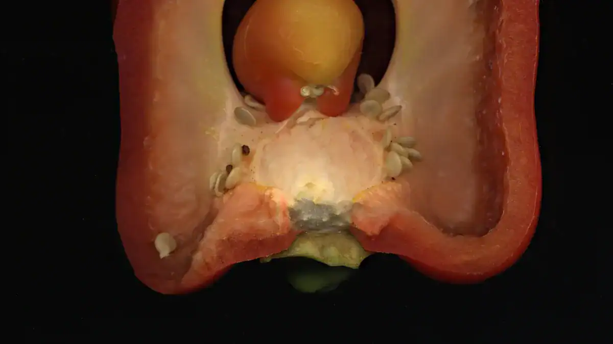 Foods That Contain Nicotine