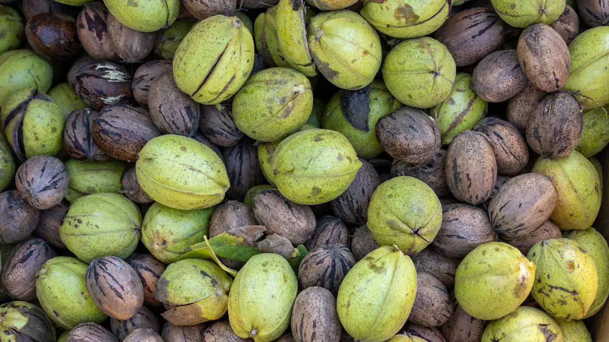 Harvesting Hickory Nuts and Preparation