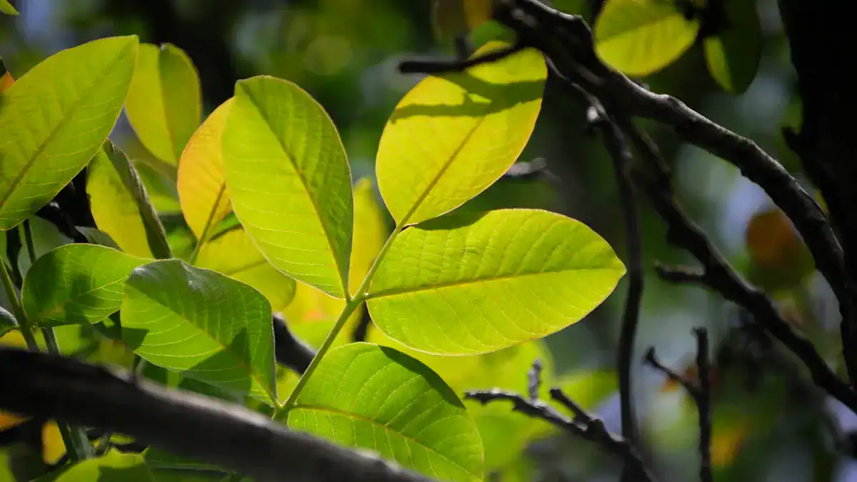 Hickory Nuts: Flavor, Nutrition, and Culinary Uses