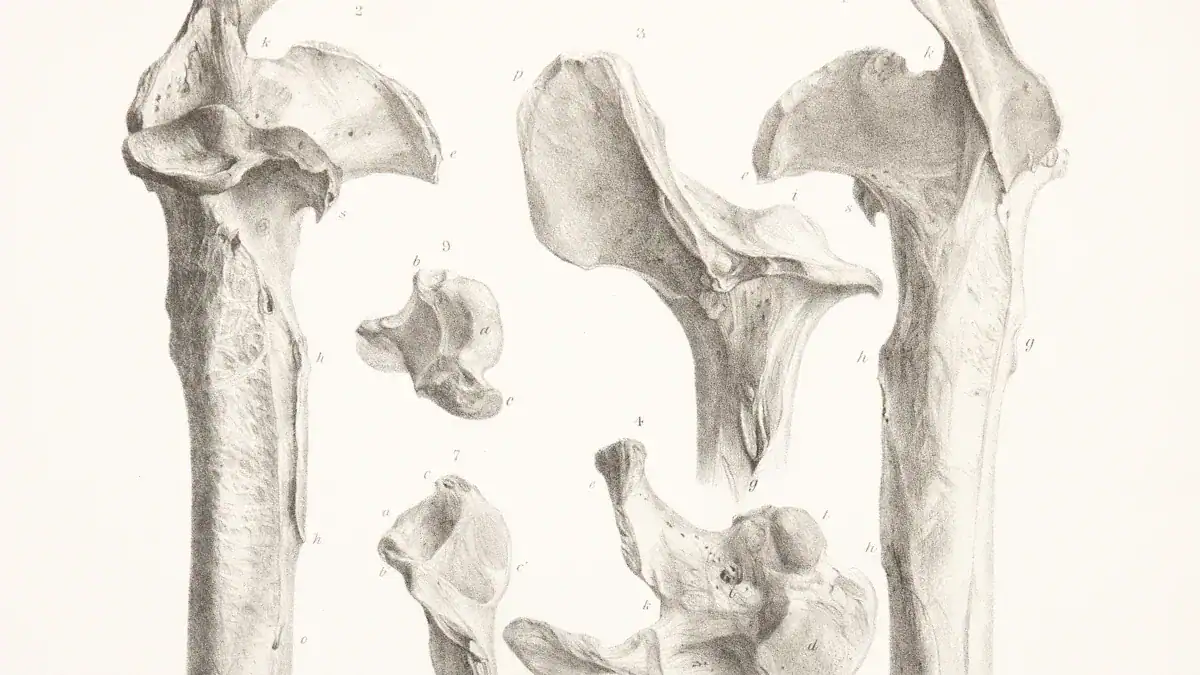 Causes of Outer Thigh Pain