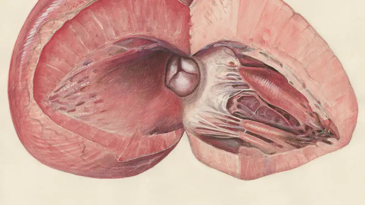 Understanding the Spleen