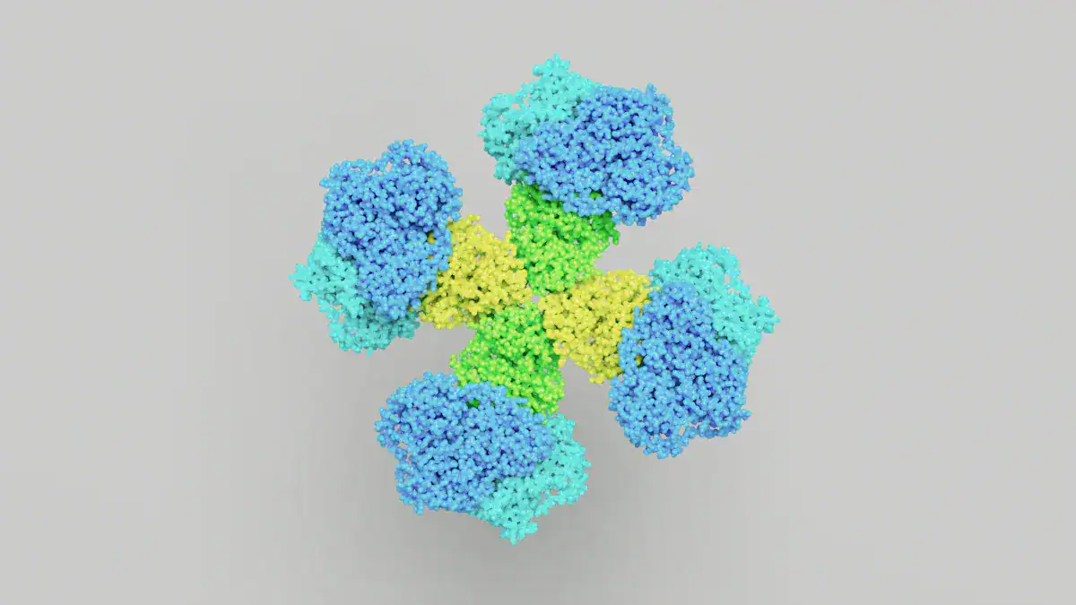 What Are Immunoglobulins?