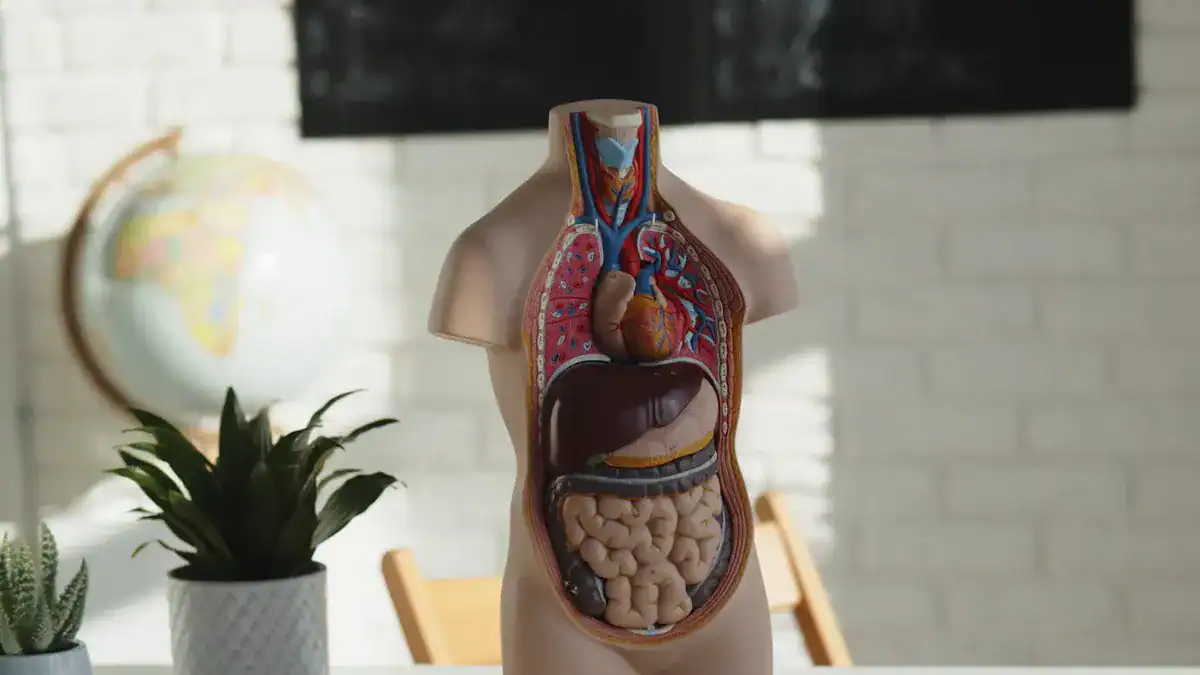 Medical Conditions Affecting a Gurgling Stomach