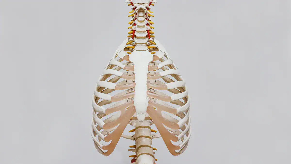 Rib Pain Location Chart: What Your Pain Means