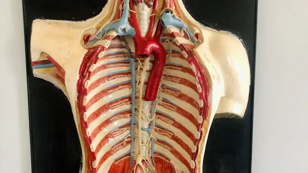 What Causes Pain Under Both Ribs