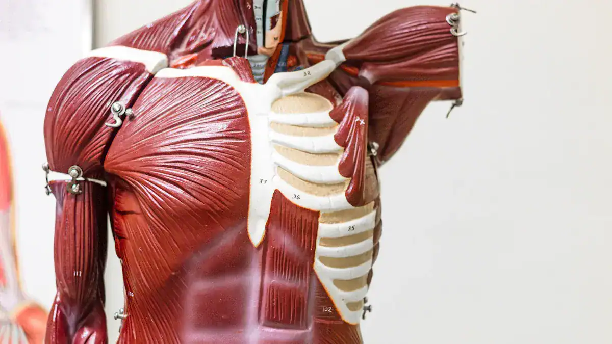 Musculoskeletal Causes of Rib Pain