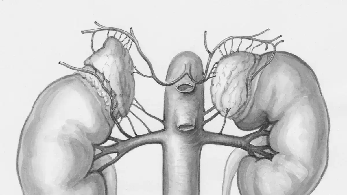 Side Effects Of Magnesium On Kidneys: Crucial Risks