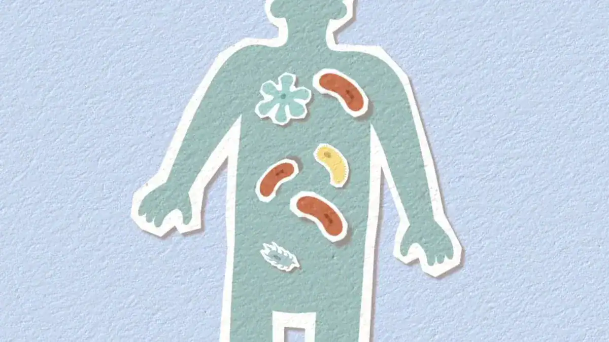 Functions of the Spleen