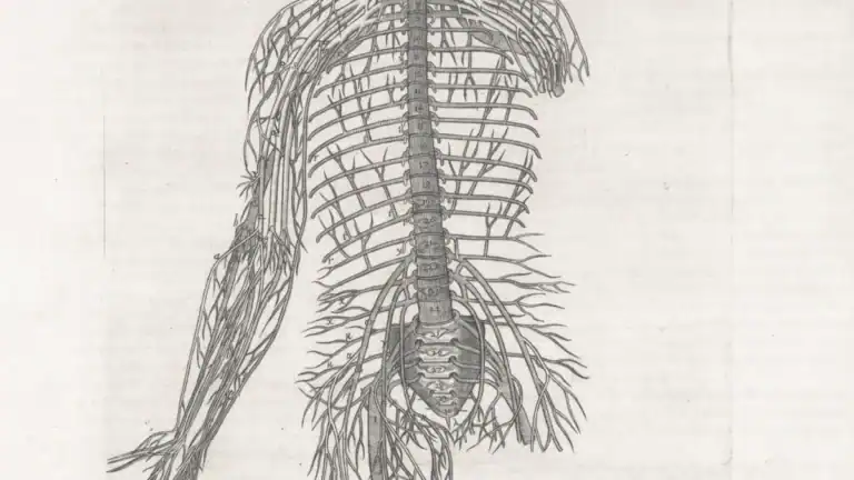 Lymph Nodes Locations: Essential Body Map & Guide
