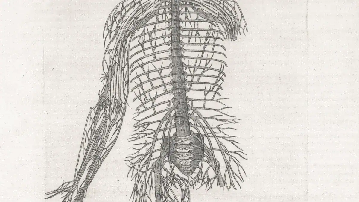 Lymph Nodes Locations: Essential Body Map & Guide