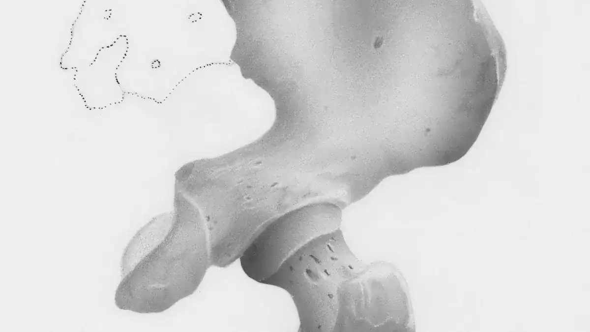 Hip Joint: Basic Structure & Movement