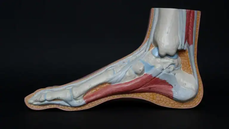 Posterior Tibial Tendonitis: Symptoms, Relief, & Recovery
