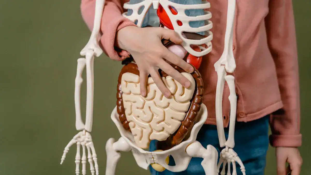 Gastrointestinal Causes of Rib Cage Pain