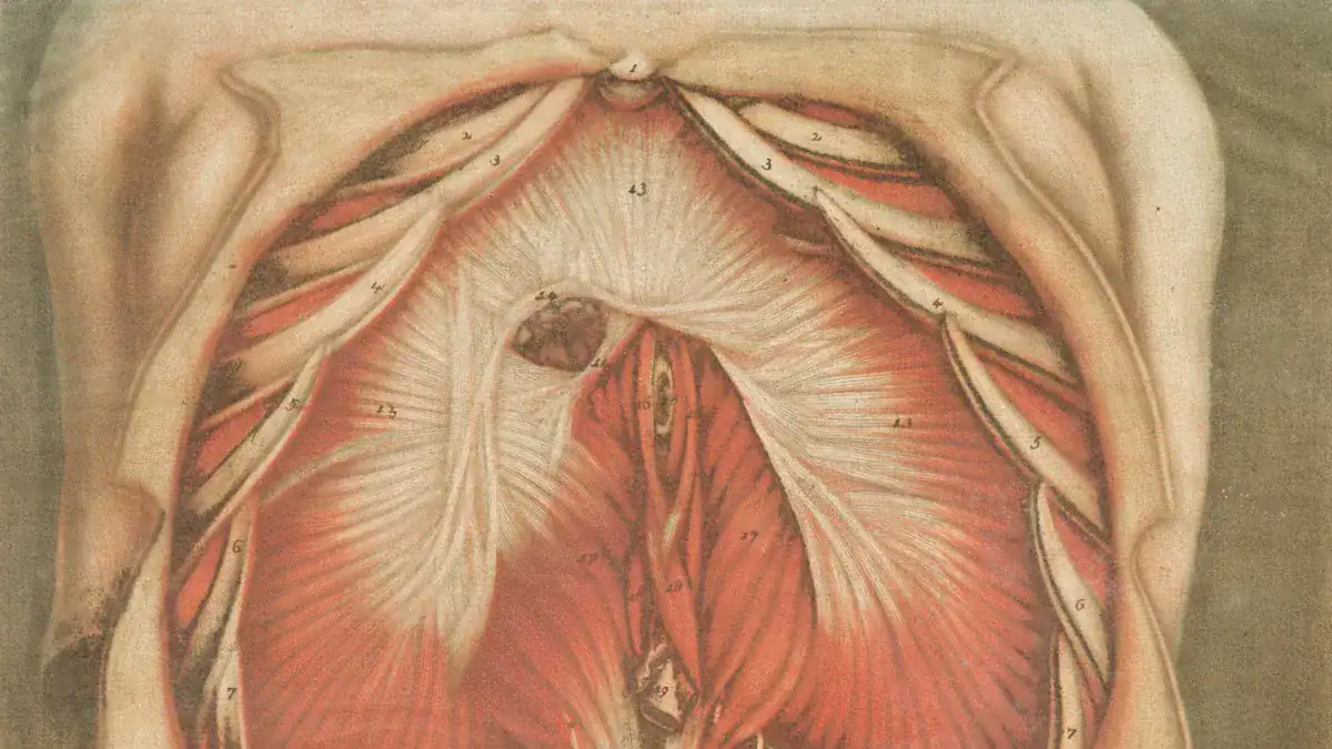 Hip Flexors: Anatomy & Function