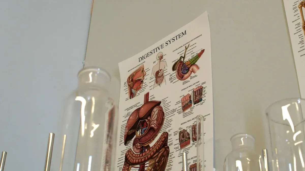 Pancreatitis and Digestive Function