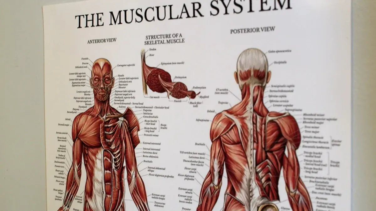 Types of Muscular System Diseases: Symptoms & Facts