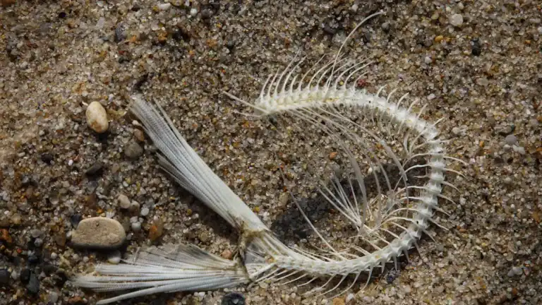 Fish Bone Stuck in Throat: Immediate Steps & Relief