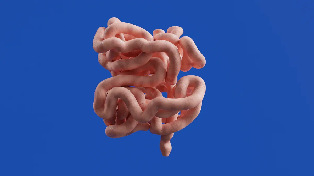 Digestive Role of the Large Intestine