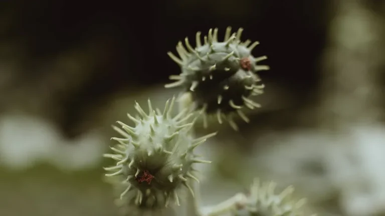 How to Use Castor Oil for Yeast Infections: Safe Natural Relief