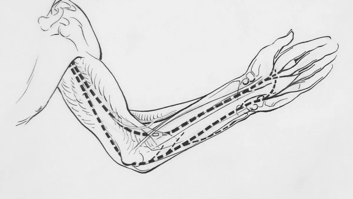 Arm Nerves: Sensation and Control